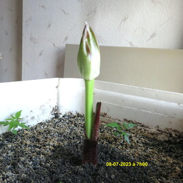 Lis de sang africain (Scadoxus multiflorus) 1/3 / Photos A blood lily 1/3