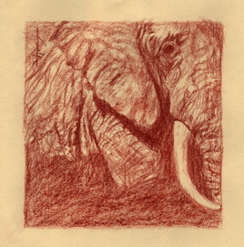 Eléphant du Kenya à la sanguine