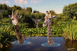 Girafes au bain