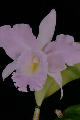 Dans le fond, tout compte : Orchidée : Masculin ou féminin