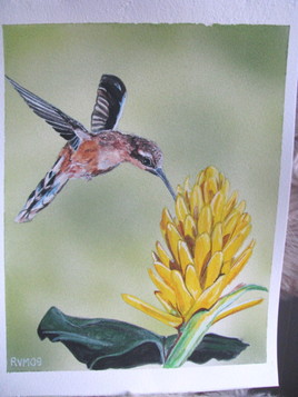 colibri petit ermite et une fleur jaune