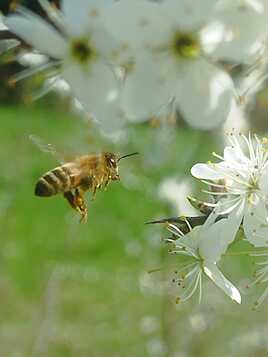 les abeilles sortent enfin pour butiner