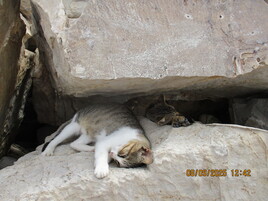 Sieste de chats SDF, Sidi Bou-Said
