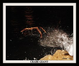 Crabe Géant