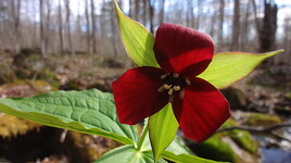 la symbolique des fleurs