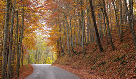 Route en automne