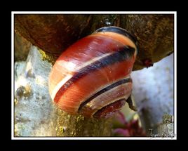 escargot marron