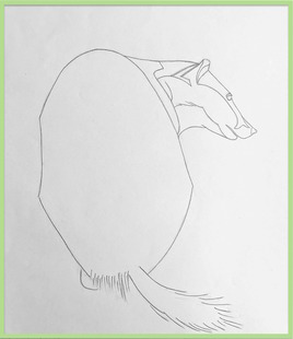 Blaireau de dos 2/3 / Drawing Back badger 2/3
