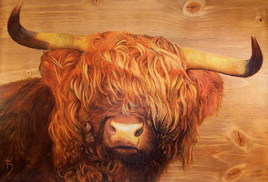 Cornes d'acier - Highland d'écosse