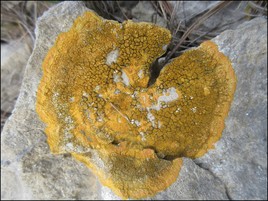 Le vieux lichen