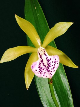 Brassocattleya Binotii.