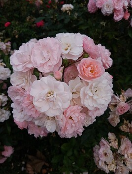 Pour la beauté des fleurs