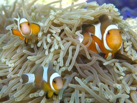 Poissons clowns  Tha&iuml;lande