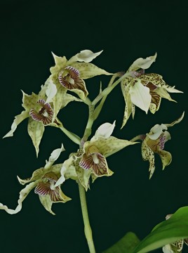 Orchidée d'Iryan Jaya