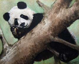 Panda sur sa branche