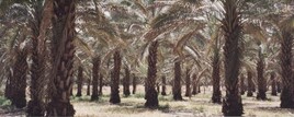 Palm grove in Israel ***  Palmareda en Israèl