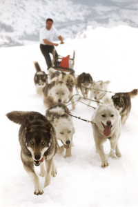 Chiens de tra&icirc;neau