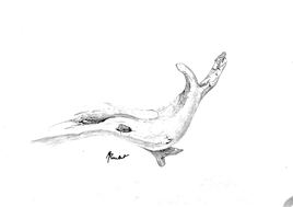 Bois escargot  / Drawing : A piece of wood like a snail