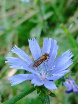 insecte sur fleur