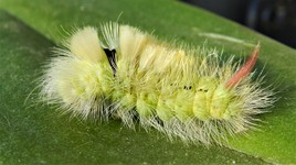 Je ne sais plus ou est ma tête..