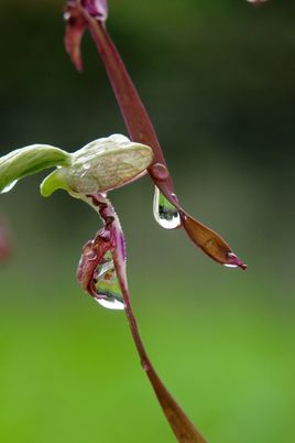 Gouttes d'eau sur orchidée