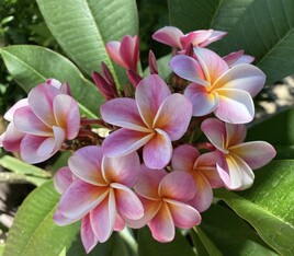 PLUMERIA / FRANGIPANIER