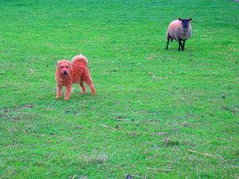 Mouton et chien