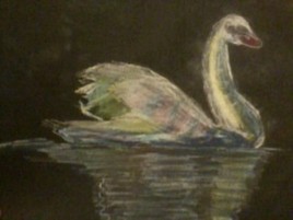 Cygne dans la nuit obscure