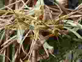 j'aime tes beaux yeux verts!