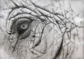 Oeil d'Elefant