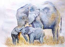 Elephant et éléphanteaux
