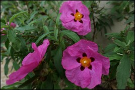 Beaut&eacute; &eacute;ph&eacute;m&egrave;re