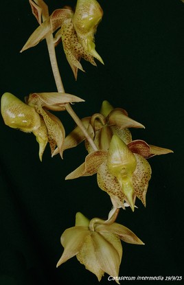 Catasetum intermedia 2
