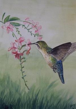Colibri