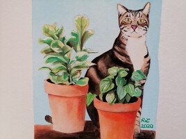 Cat & plants