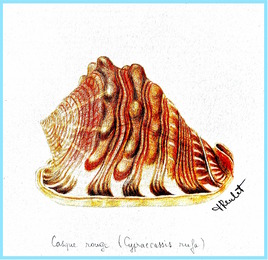 Coquillage Le casque rouge (Cypraecassis rua) 2/2 / Drawing A Bullmouth seashell
