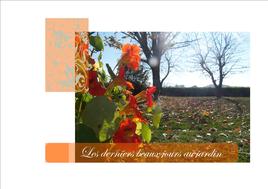 Les derniers beaux jours au jardin