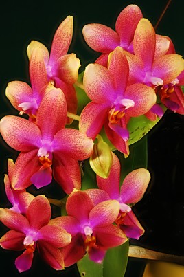 Une hampe de Phalaenopsis Sweet Memory