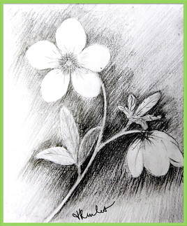 Hellébore noire (Helleborus niger) / Drawing A winter rose