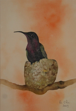 colibri sur son nid