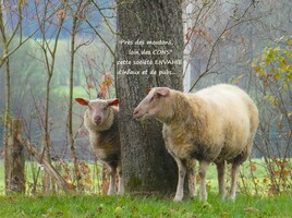 près des moutons et loin ...