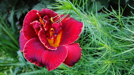 la symbolique des fleurs