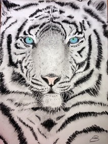 Tigre blanc aux yeux bleus