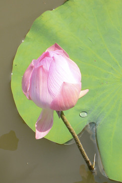 FLEUR DE LOTUS-THAILANDE 2007