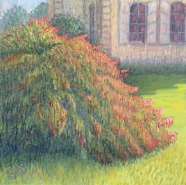 Fuchsias soleil couchant