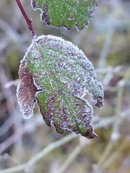 feuille grivr&eacute;e