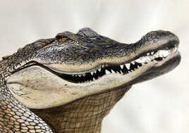 Alligator