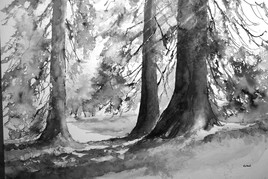 Sequoias Bagnoles de l'Orne