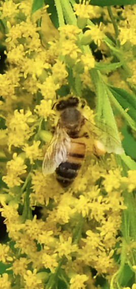 petite abeille jaune