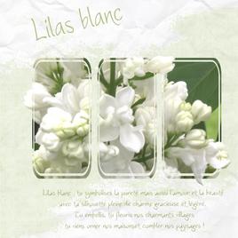 Lilas blanc du jardin
